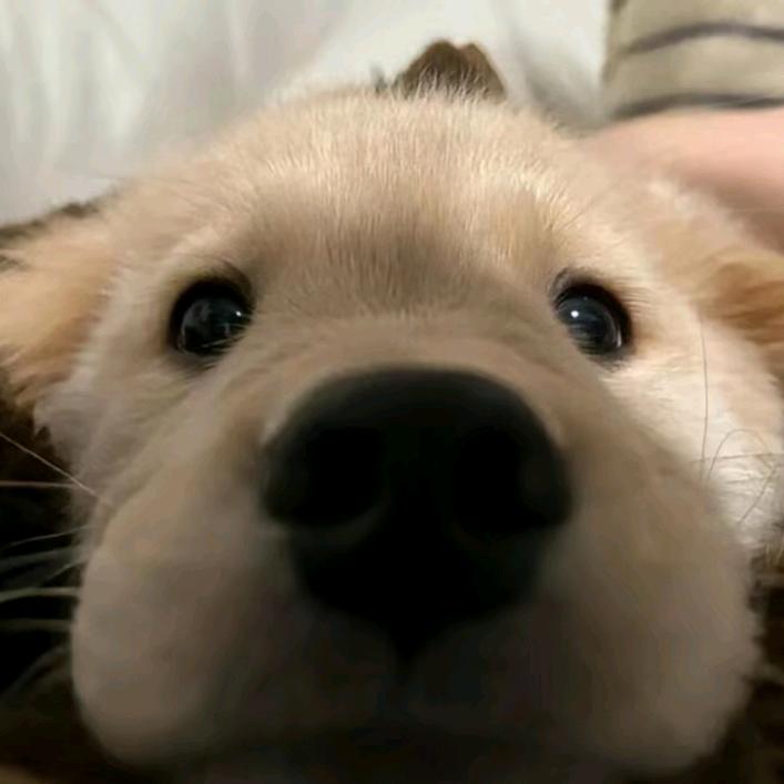 白给