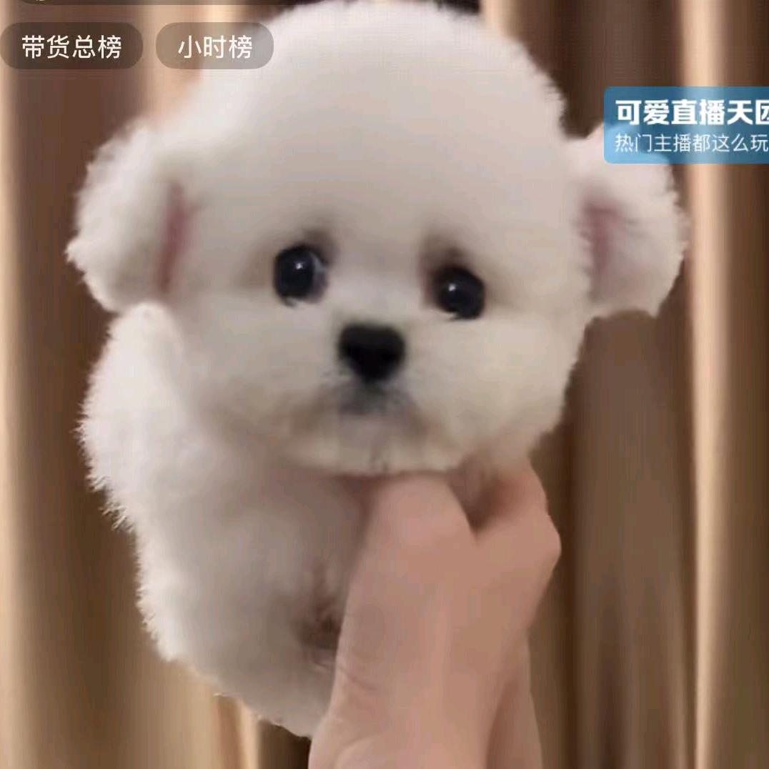 米粒是只小比熊呀