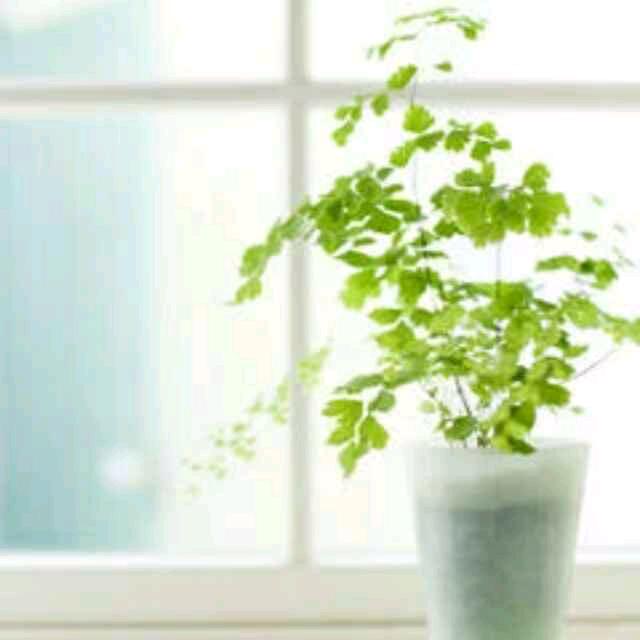 沁州(爱裤一族)