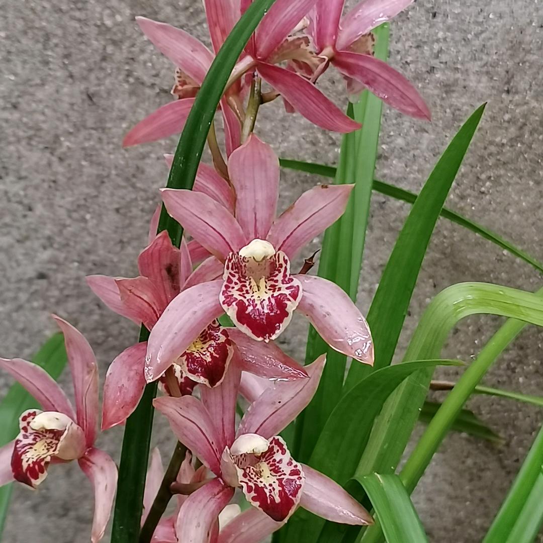 寒露hl❄️❄️