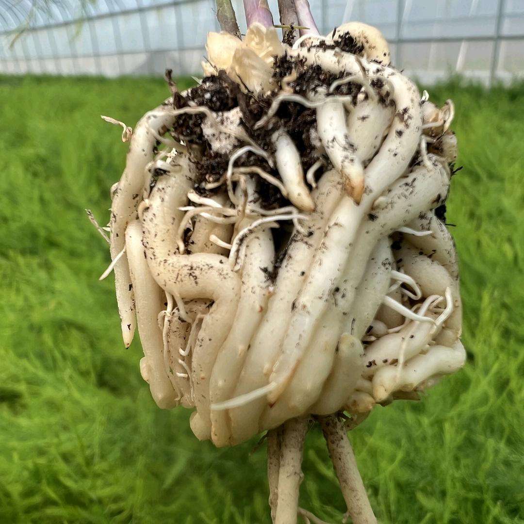 蓝孔雀芦笋金蝉
