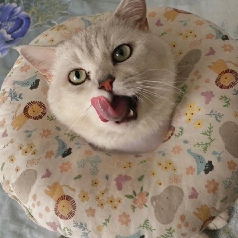 少年唯有须尽欢(三角洲行动)