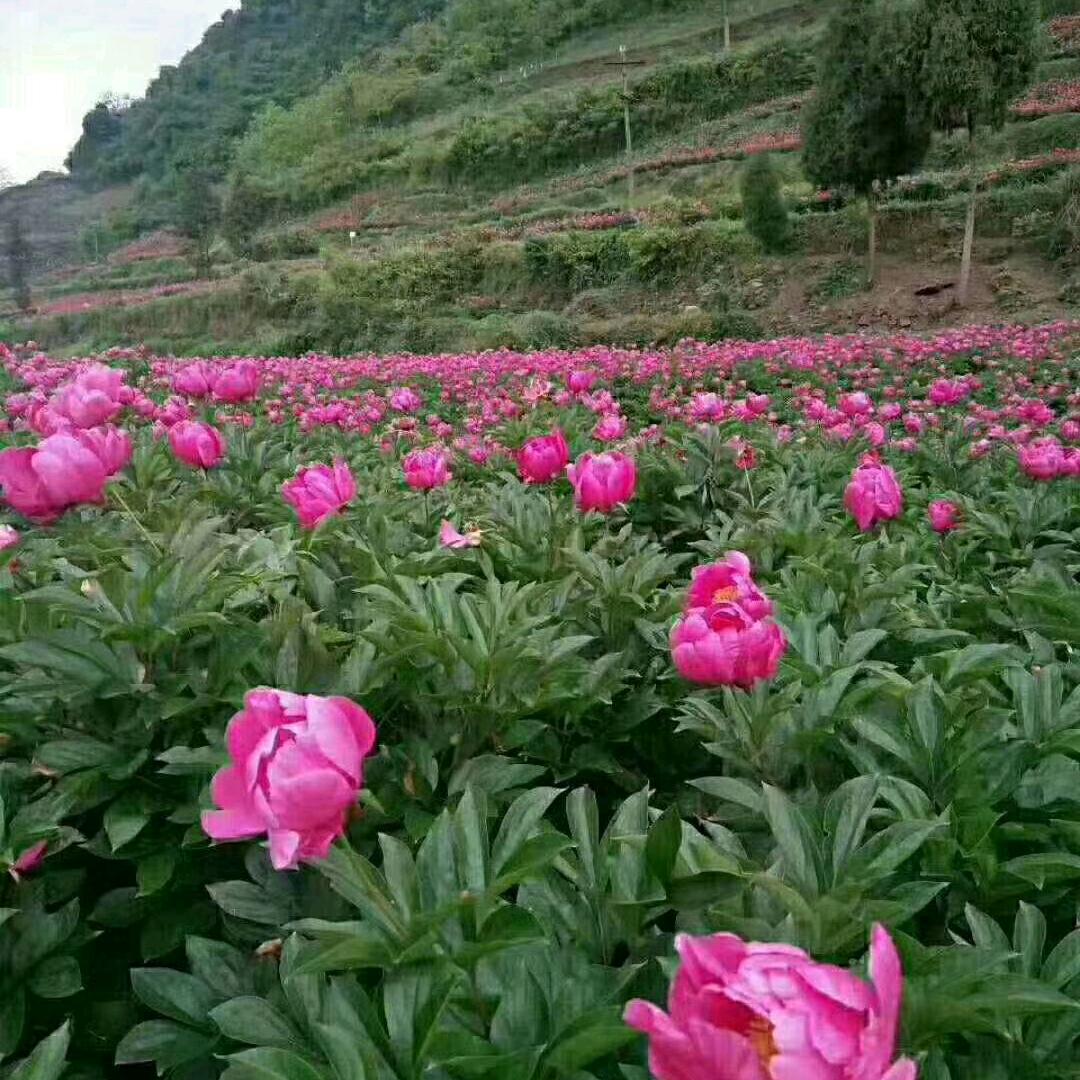 千烨种植家庭农场