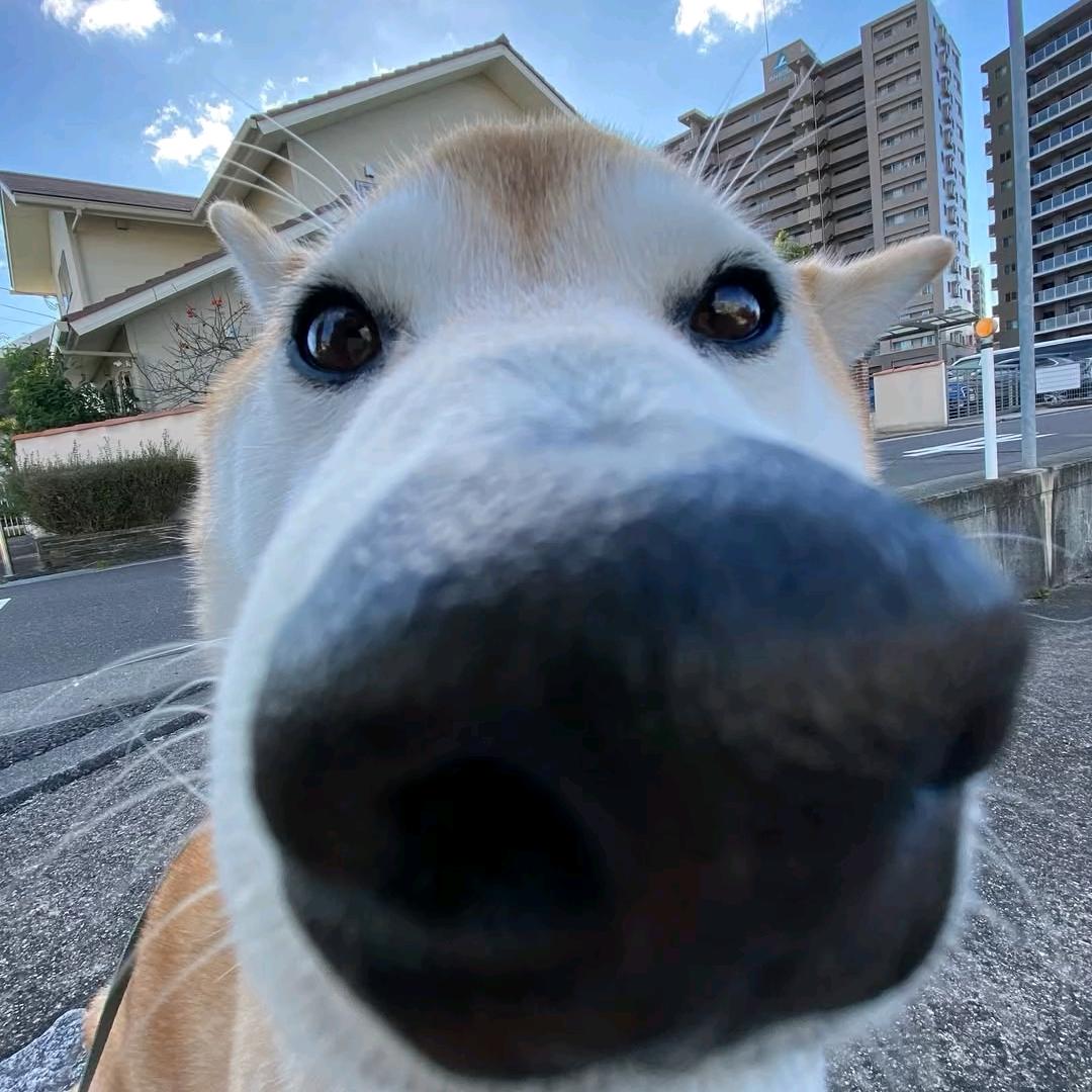 羊毛头像