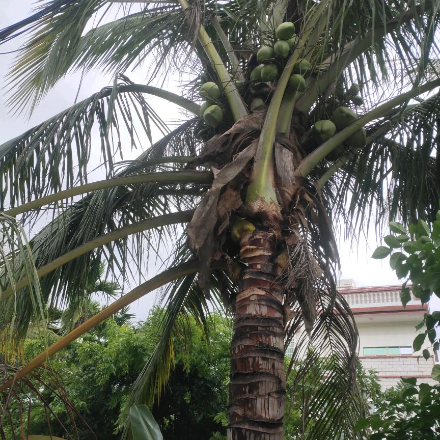 三十二号嫁给你