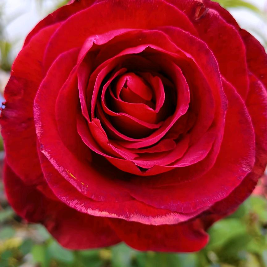 王五姐真城一家人🍎🍎🍎