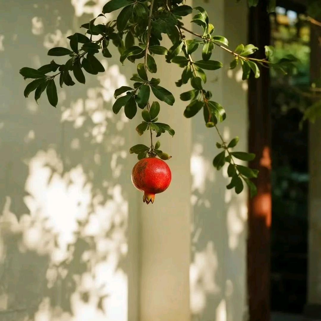 茉莉制香小铺