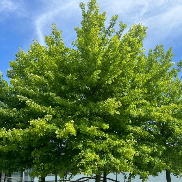 山间的美味生活