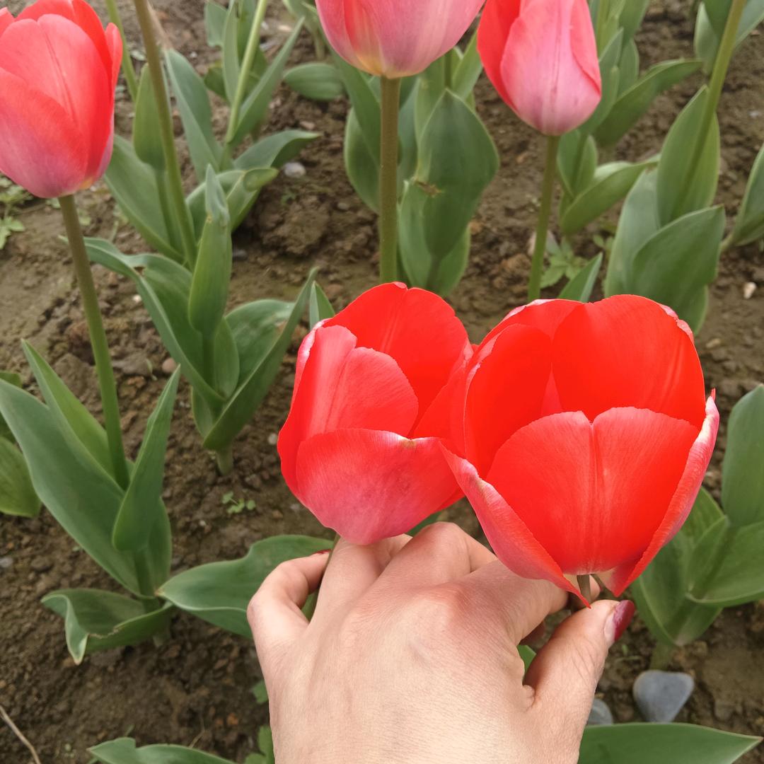 雁艳夕阳《坤定酒坊》