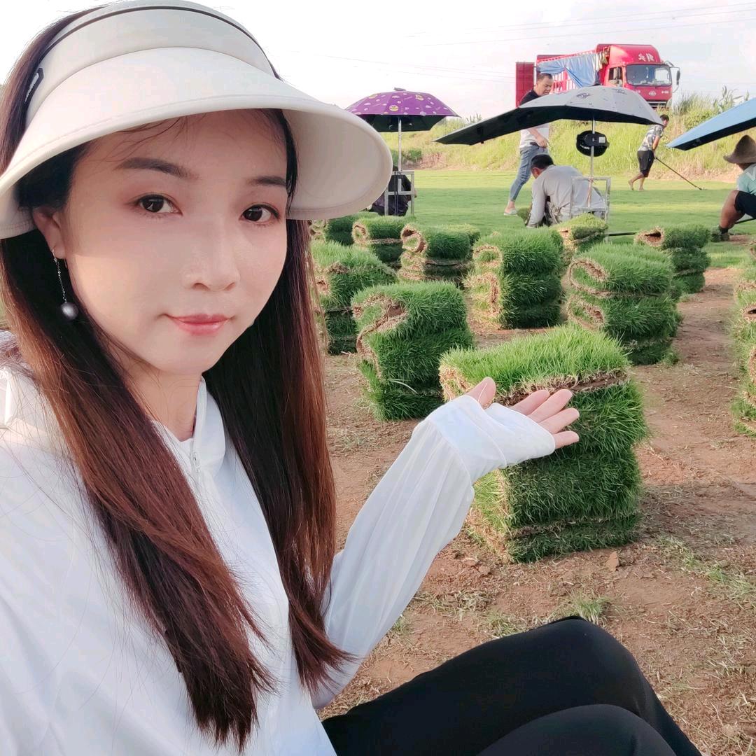 绿化草皮 小苗直销💍雷姐💍