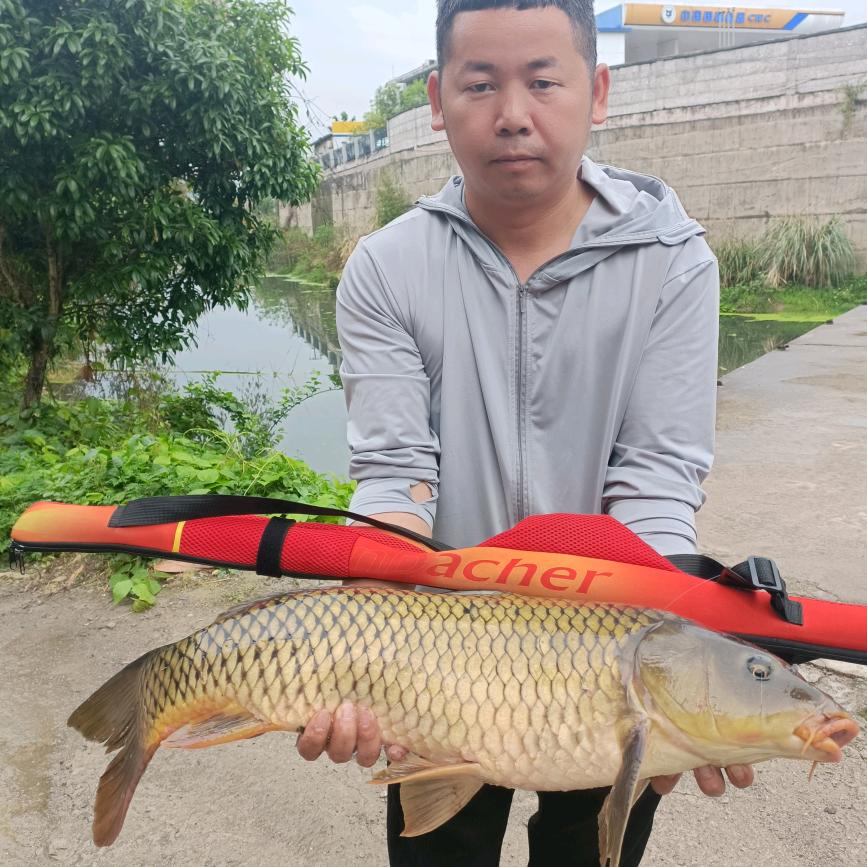 户外谷麦,饵料,探钓