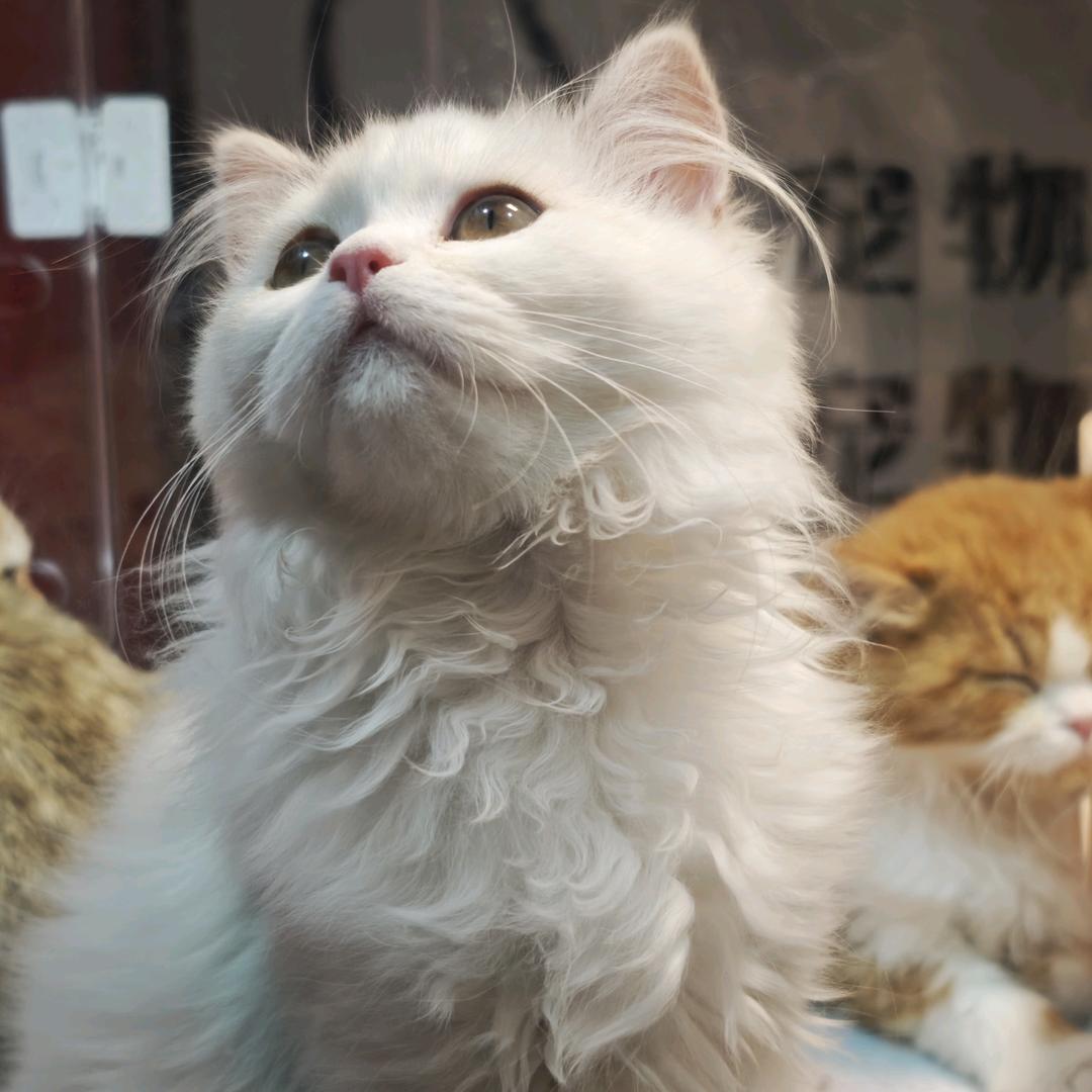 宇皇