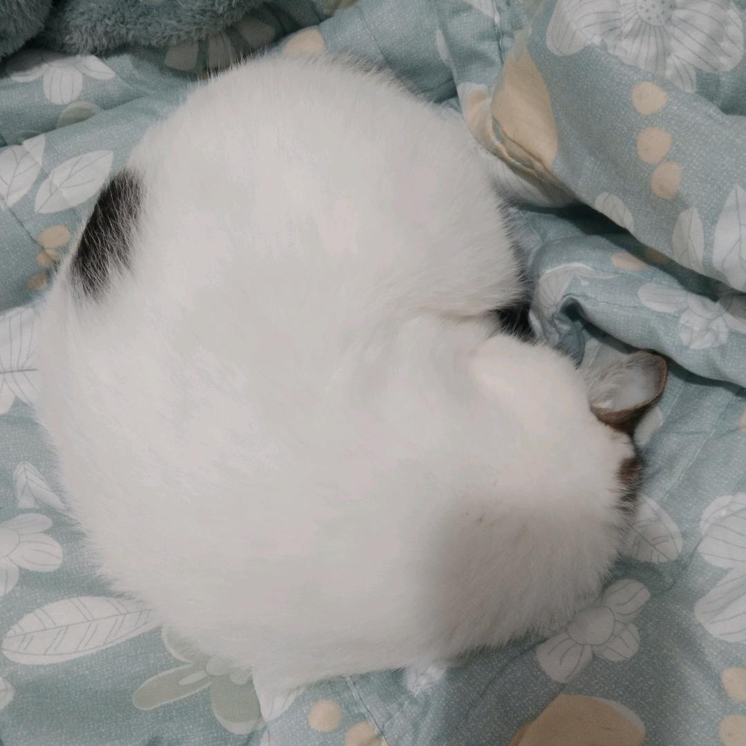 吃小豆包啦！(*^ω^*)