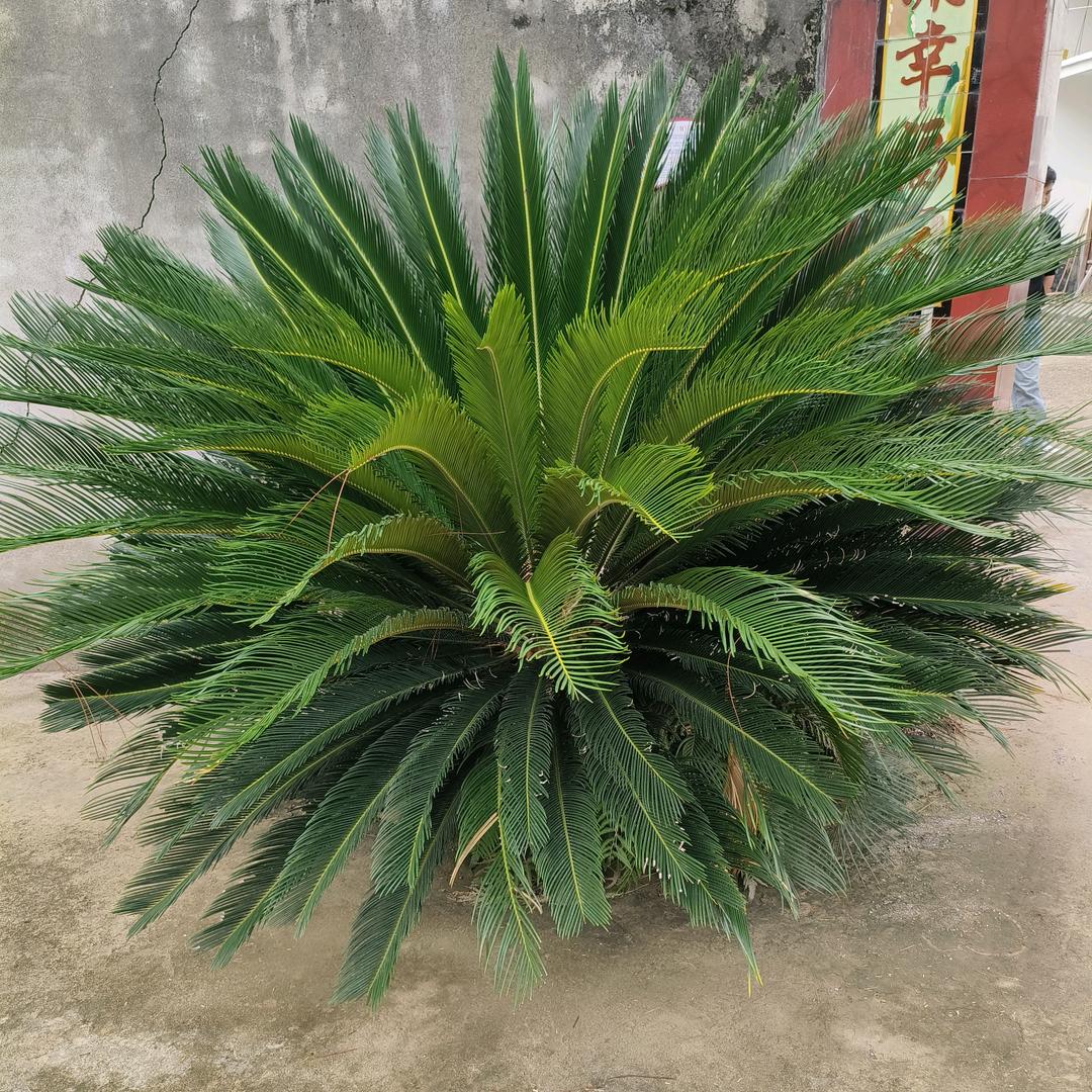 《沉默是金》🌹🌺🌹🌺