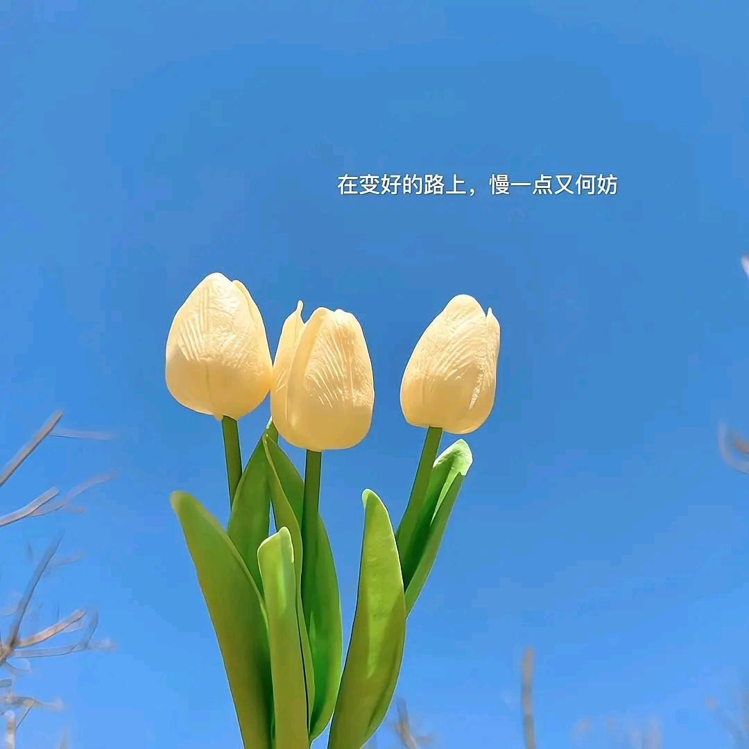 ☘️看淡一切🌻