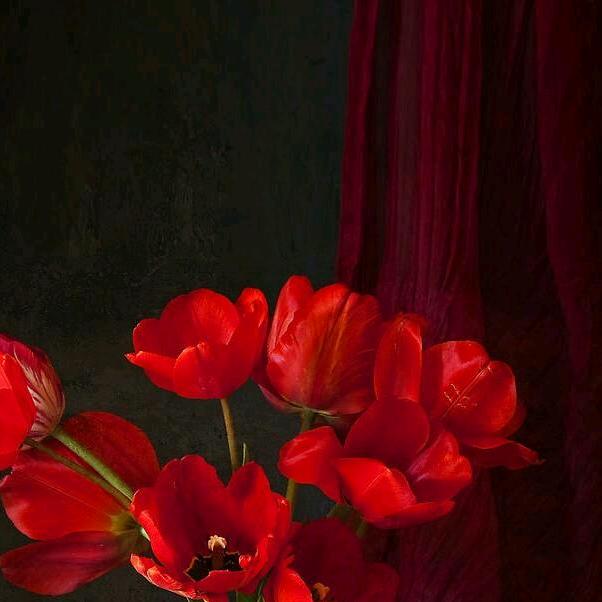 🐅👮‍♂️锁爱🧕🐒