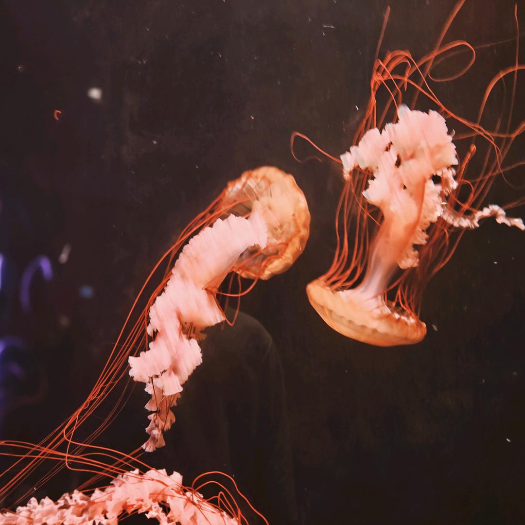 盛世芳华