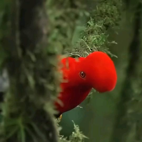 风神