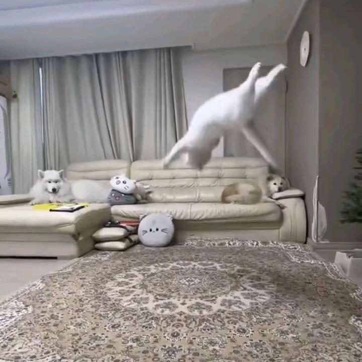衰哥