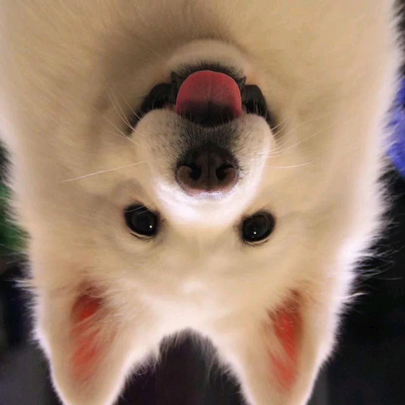 她说她是岛民_CY2. ver