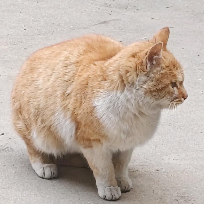 山东第一大胃袋