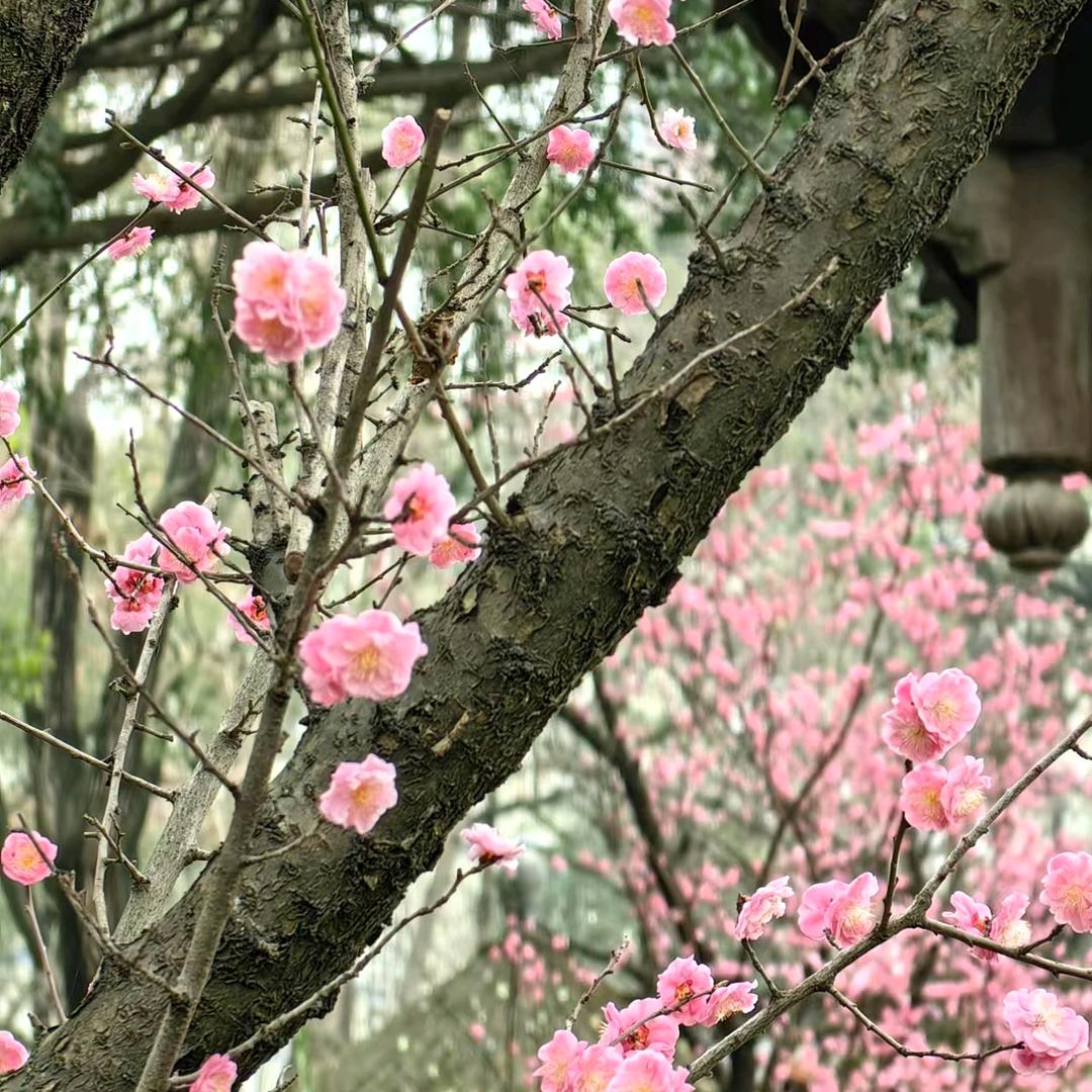 中山米之科技有限公司