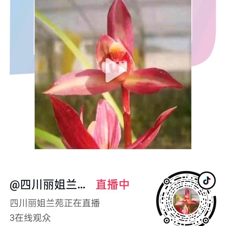 丽张姐