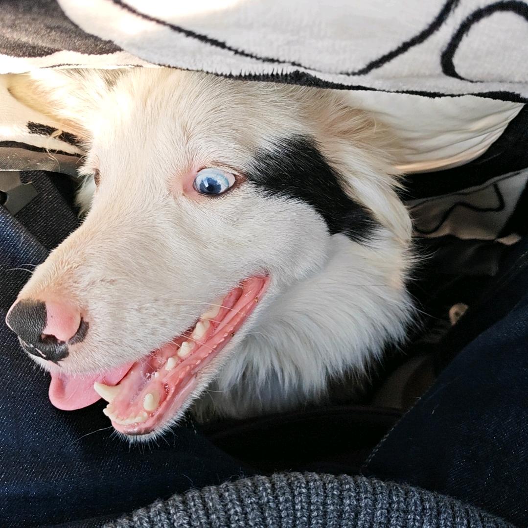 遇到困难就睡觉