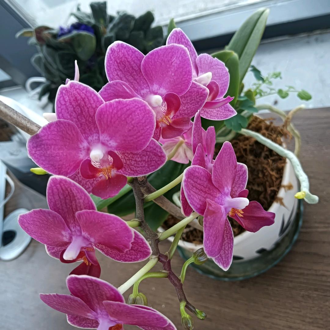 庆安血浆站，小立日月