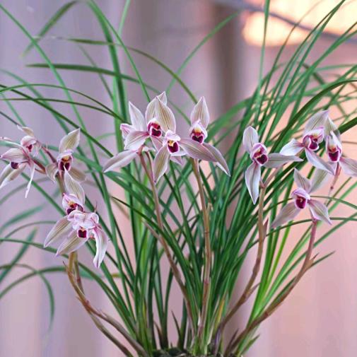 雪原春晓(尔滨阳台养兰)