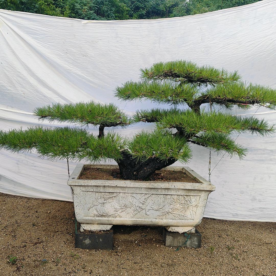 宝台景松园林吕总