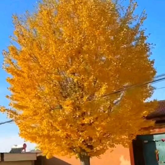 京邑银杏（长年供应各种绿化苗木）