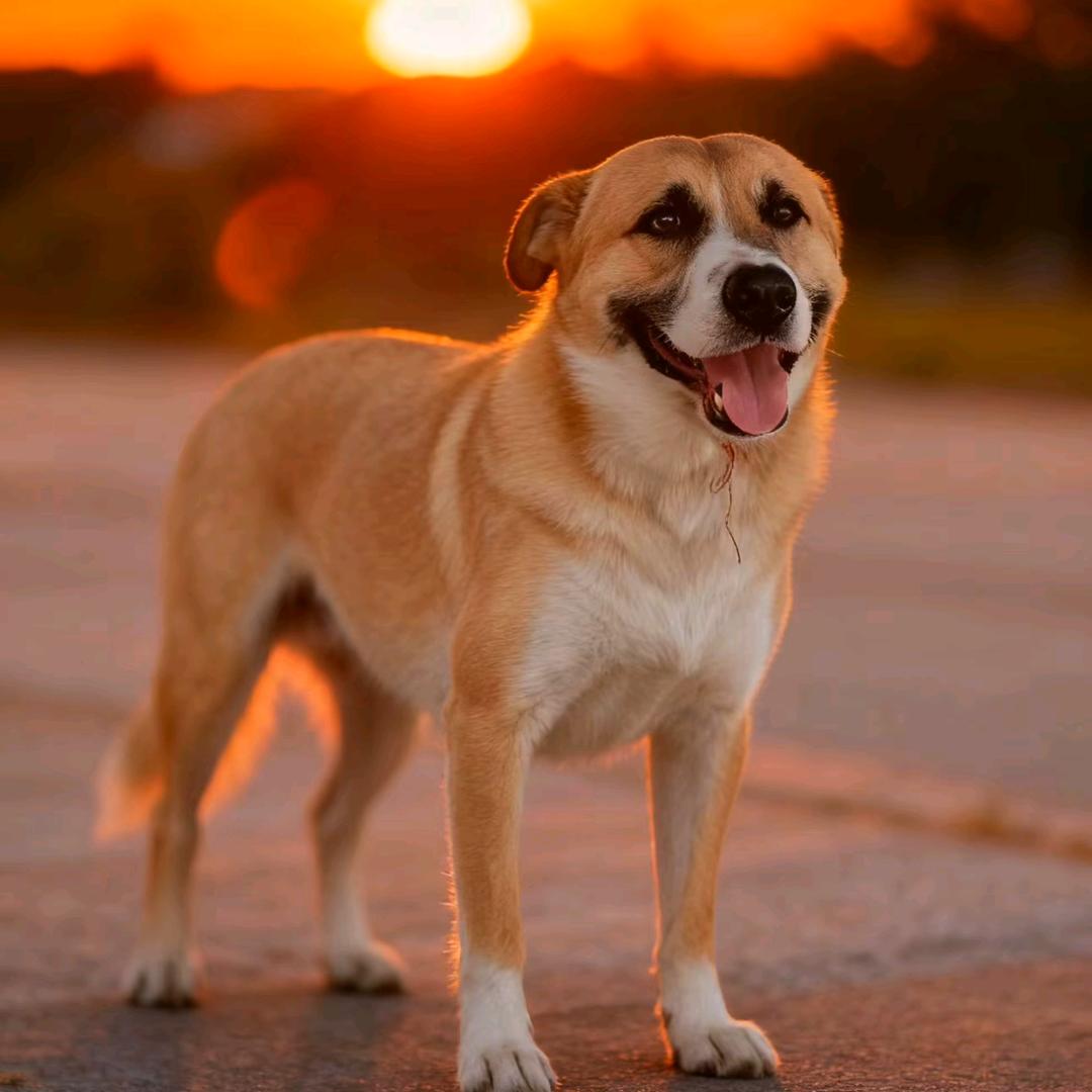 小悦悦每日分享