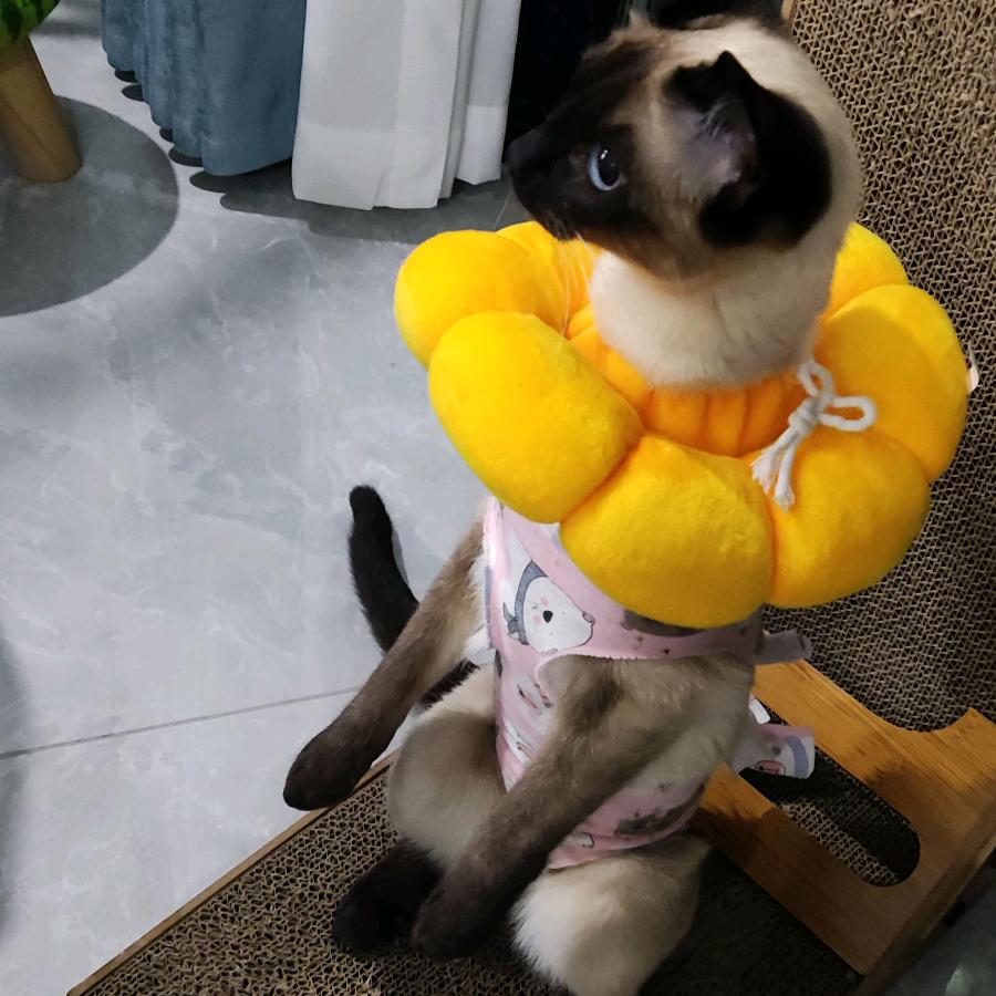 快乐生活(习琴)