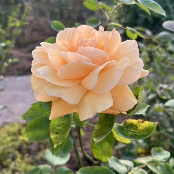 (ಡωಡ) 刘♥🌹🍁💥🍏