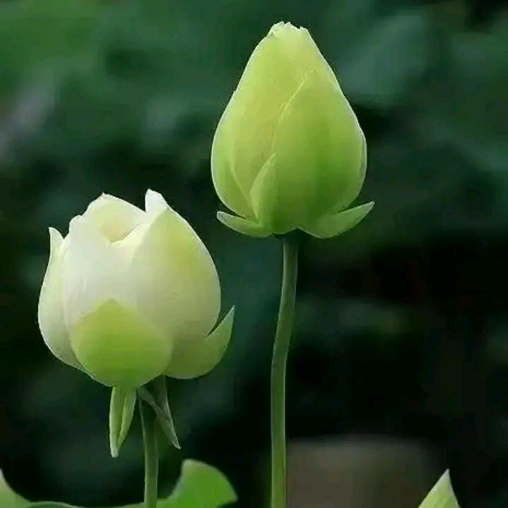 心善貌美