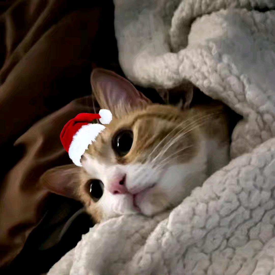 AAA专业摸鱼刘姐