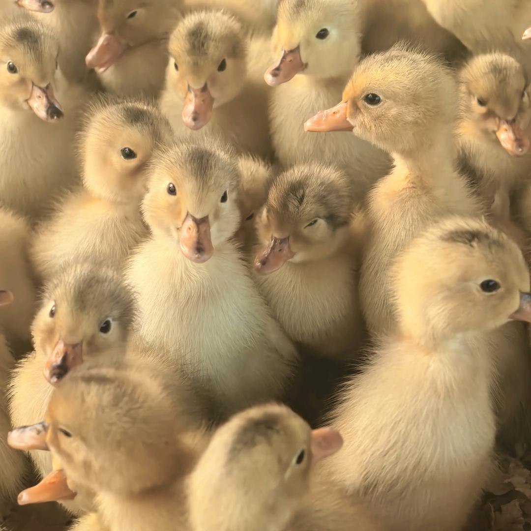 🐠  鸭小只 🦆つ♡
