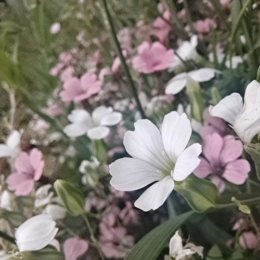 我与春风皆过客