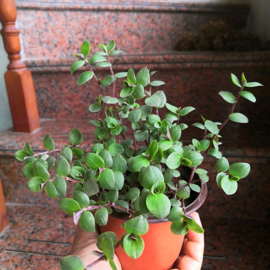 @雪宝ở đây có bán đồ b