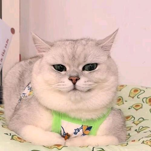 奶茶猫meme