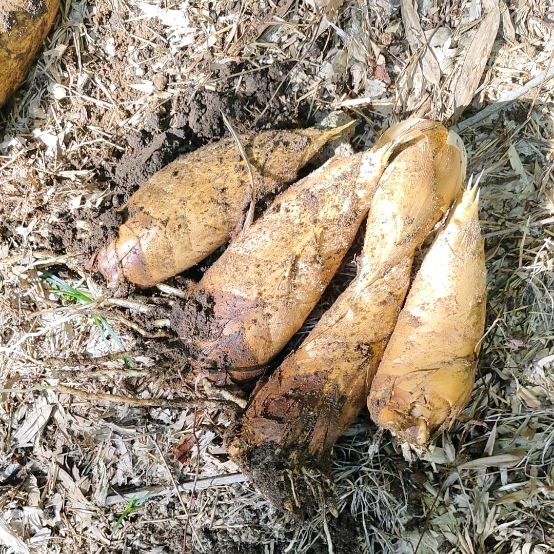 清风