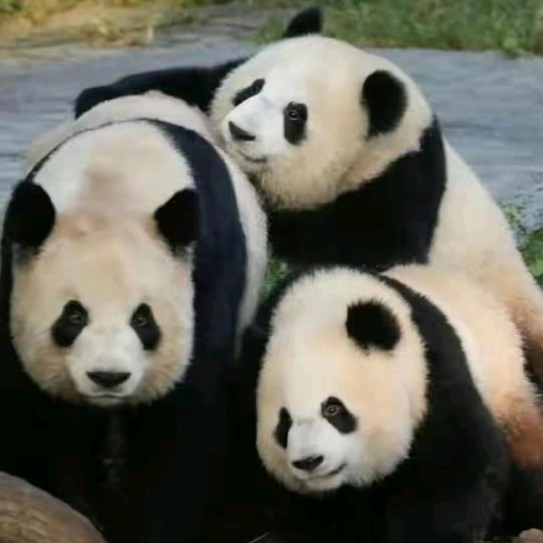 小肥猫和开心狗