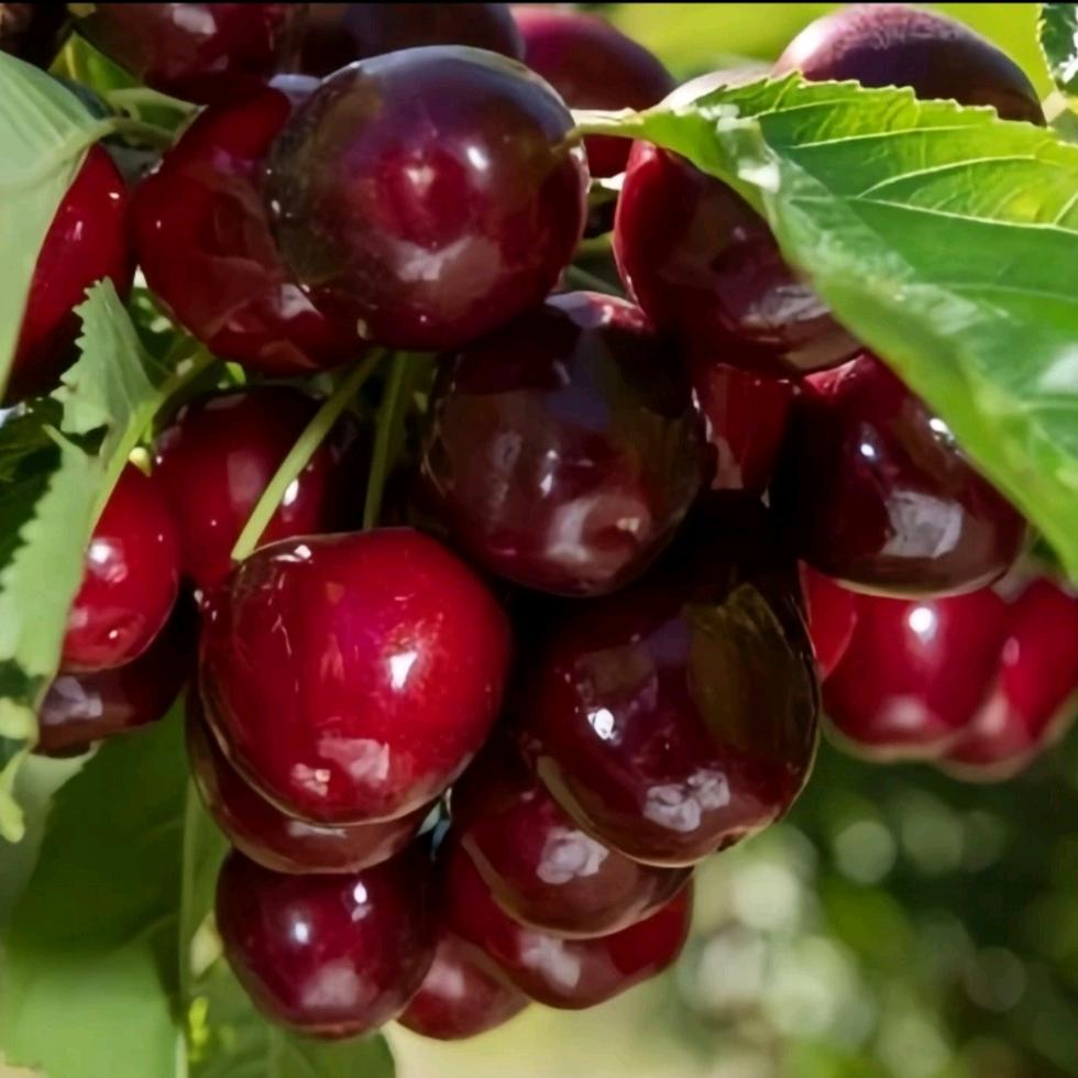 东茂果树苗木专营店