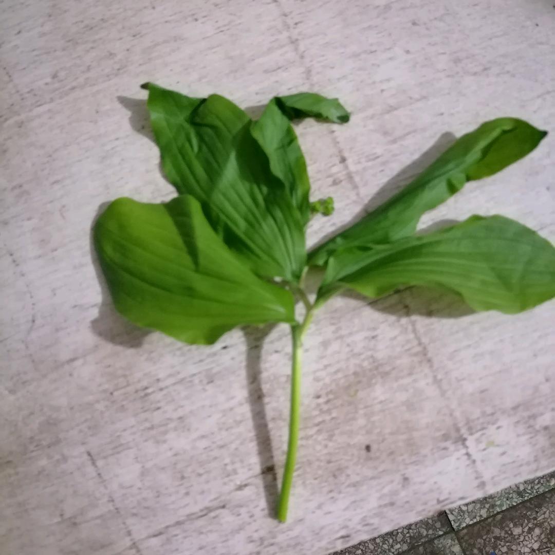 一帆风顺521