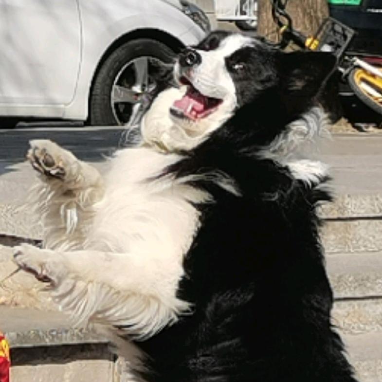 啊对对d对对