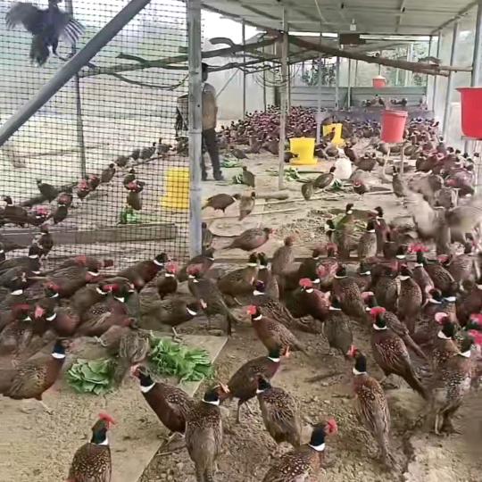 麻阳水云轩生鲜美食铺子