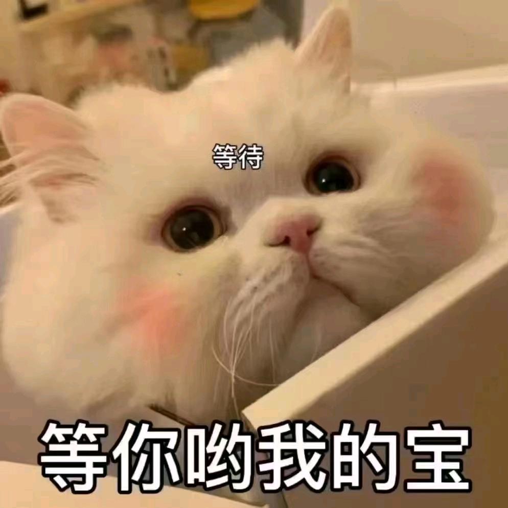 御态小猫