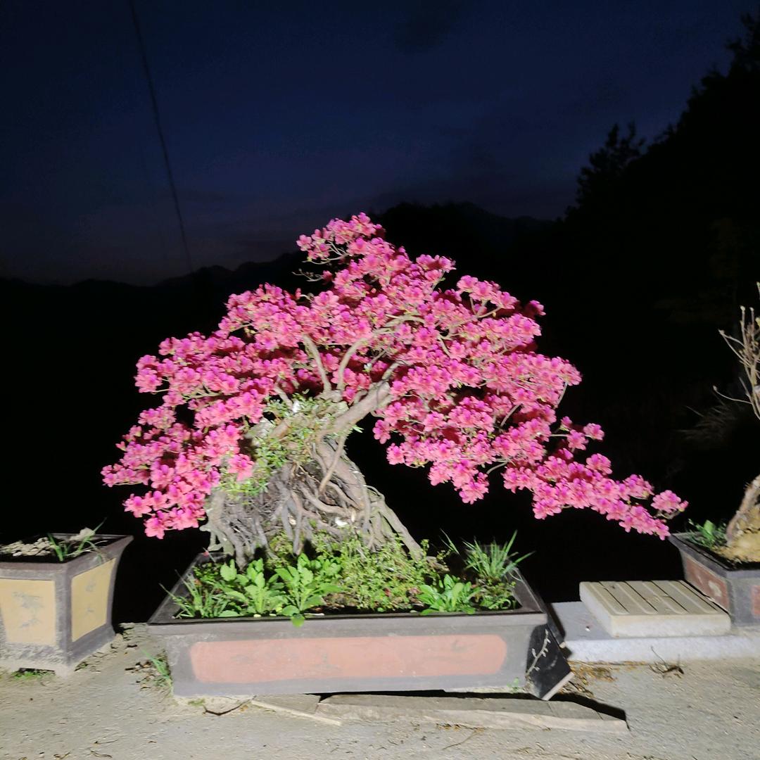 苍景园，大别山映山红