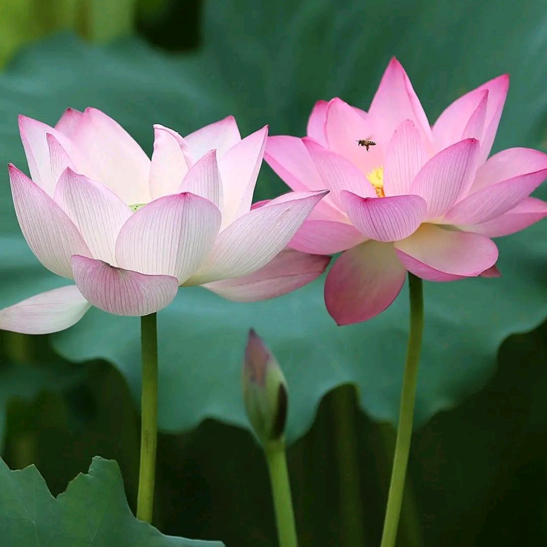 🌿与你共婵娟🌿